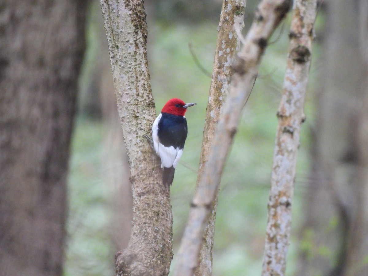 Red-headed Woodpecker - ML617291339