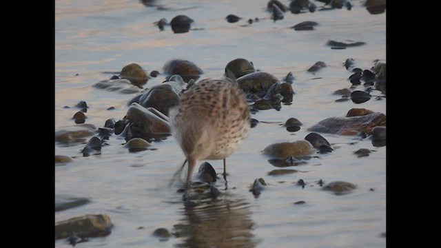 White-rumped Sandpiper - ML617291344