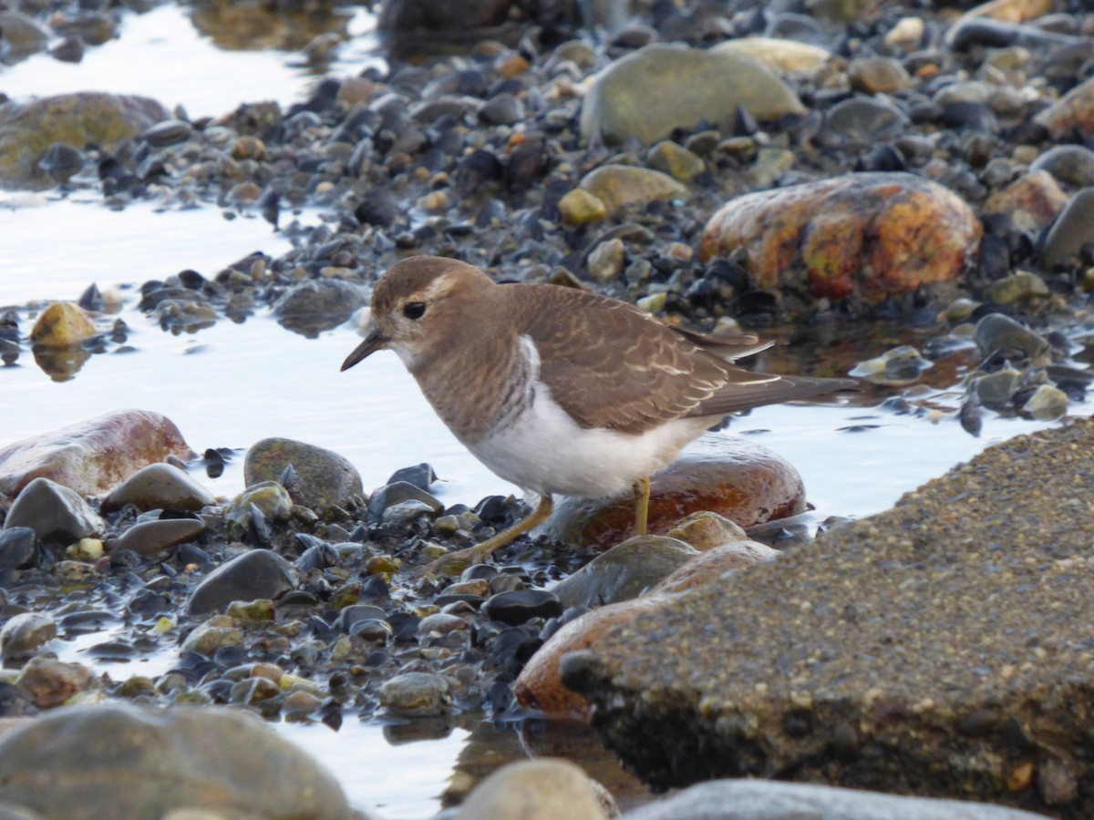 Rufous-chested Dotterel - Antonieta Gonzalez Soto