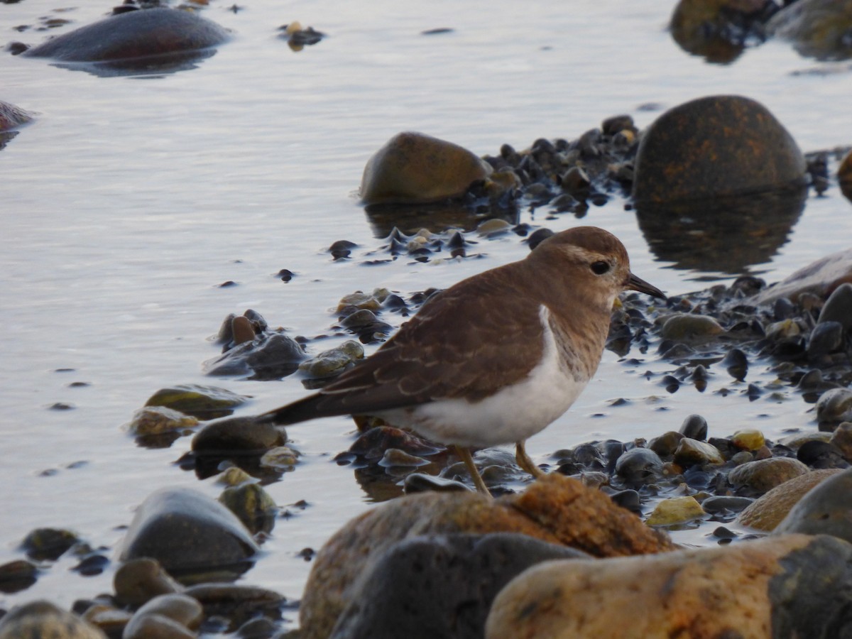 Rufous-chested Dotterel - Antonieta Gonzalez Soto