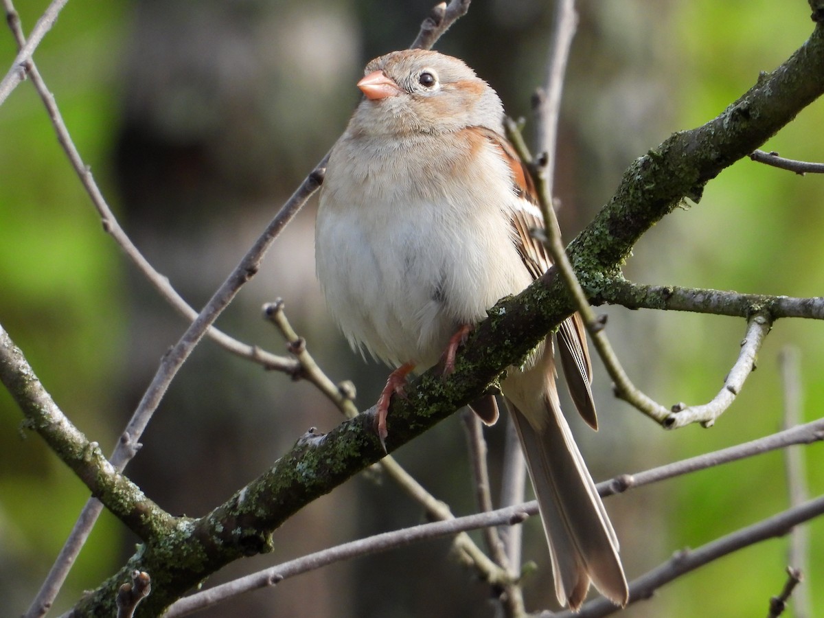 Field Sparrow - Samuel Belley