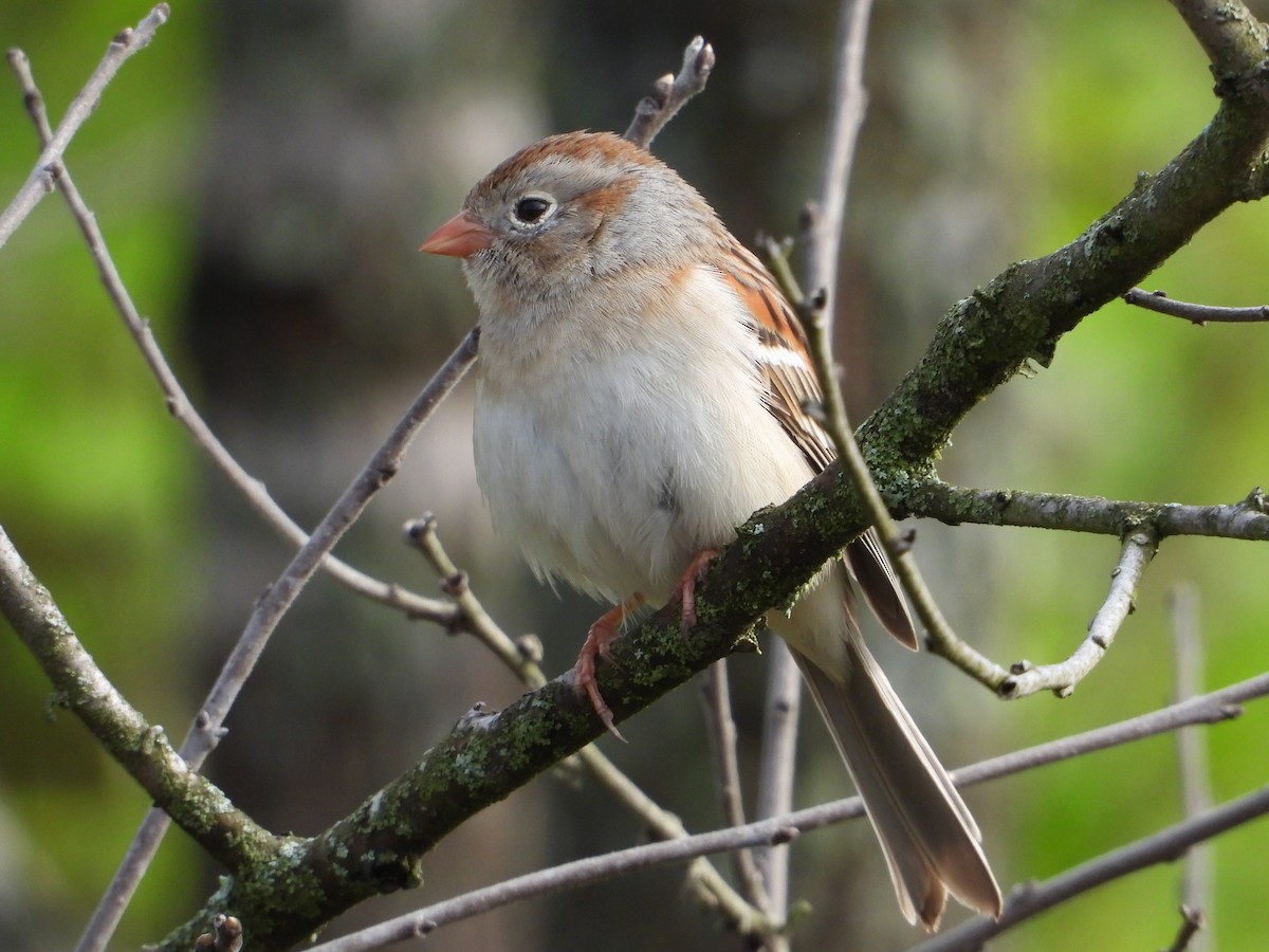 Field Sparrow - Samuel Belley