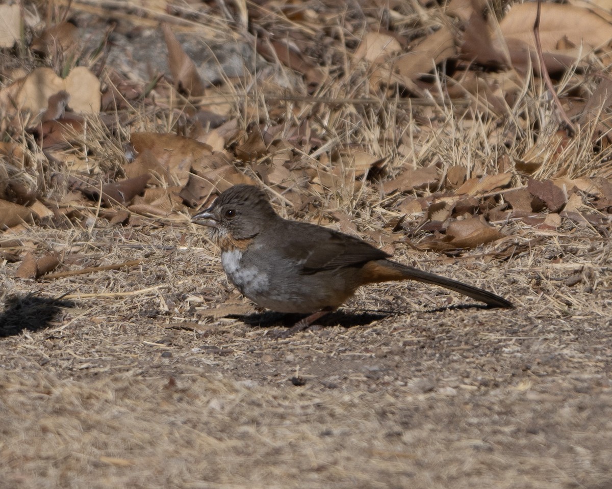 White-throated Towhee - ML617291440