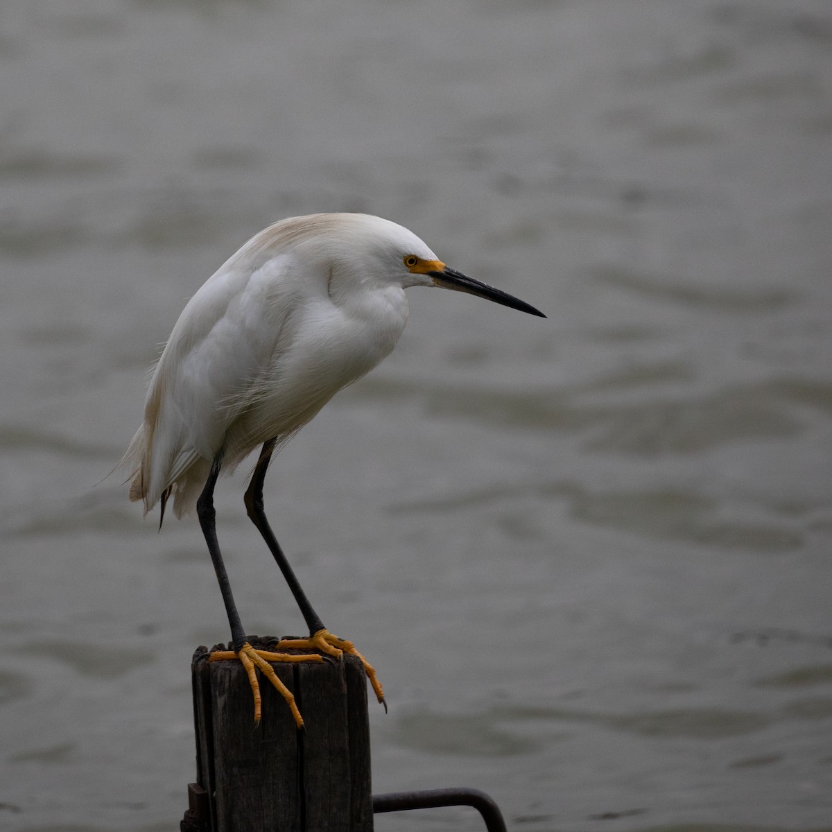 Snowy Egret - ML617291497