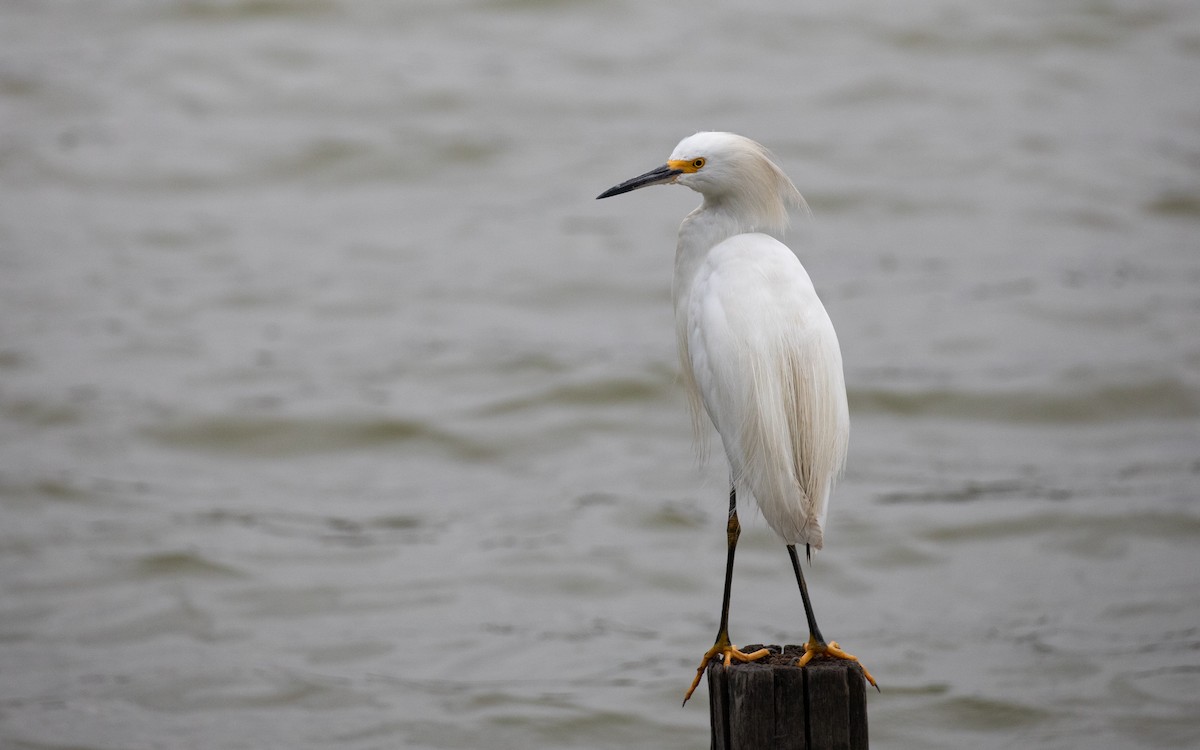 Snowy Egret - ML617291501