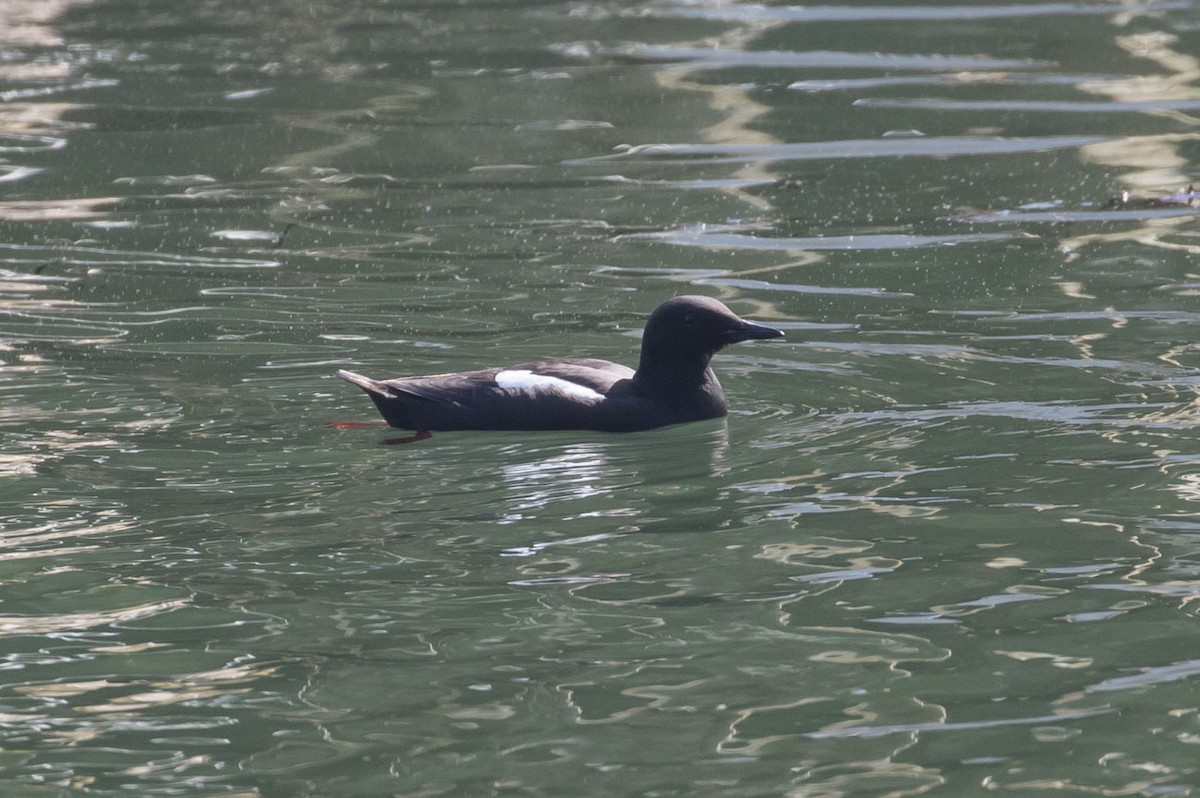 Black Guillemot - ML61729151