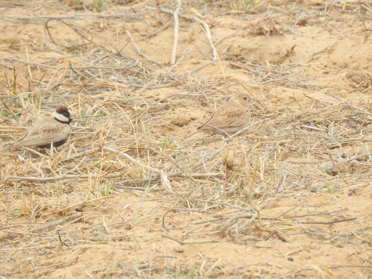 Black-crowned Sparrow-Lark - ML617291526