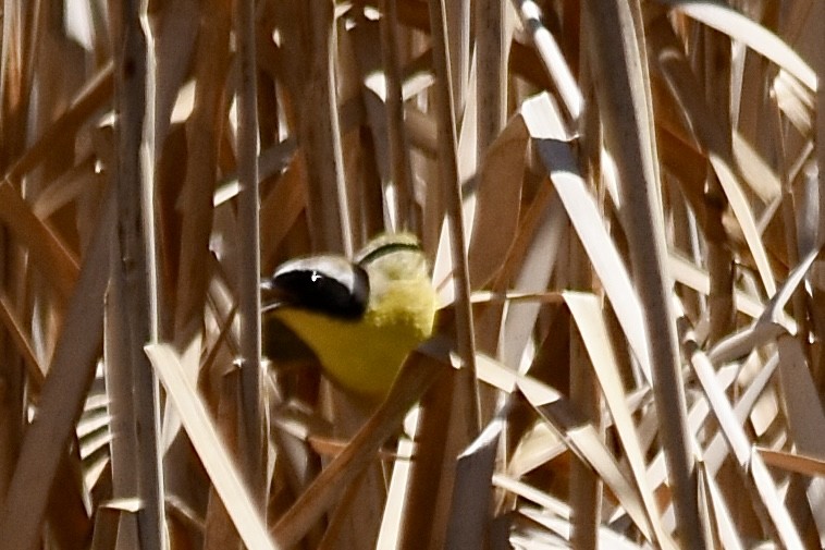 Common Yellowthroat - ML617291539