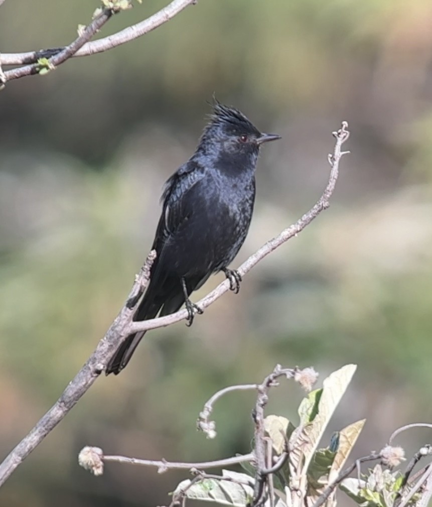 Crested Black-Tyrant - ML617291551