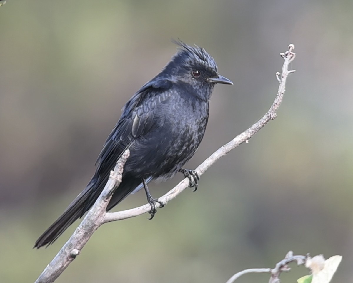 Crested Black-Tyrant - ML617291552