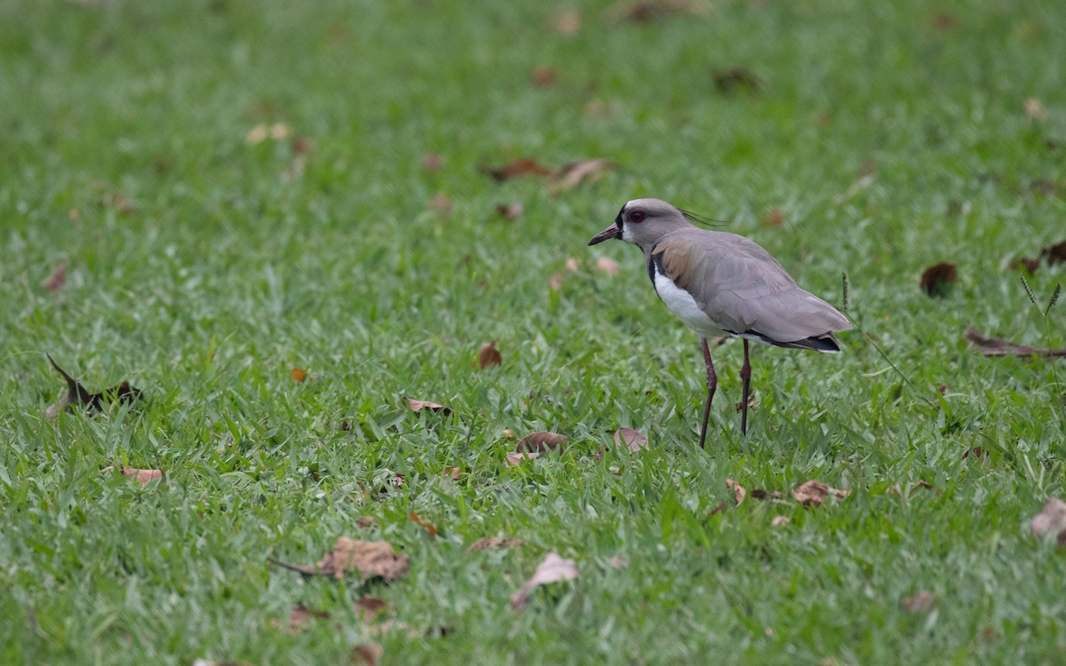 Southern Lapwing - ML617291554