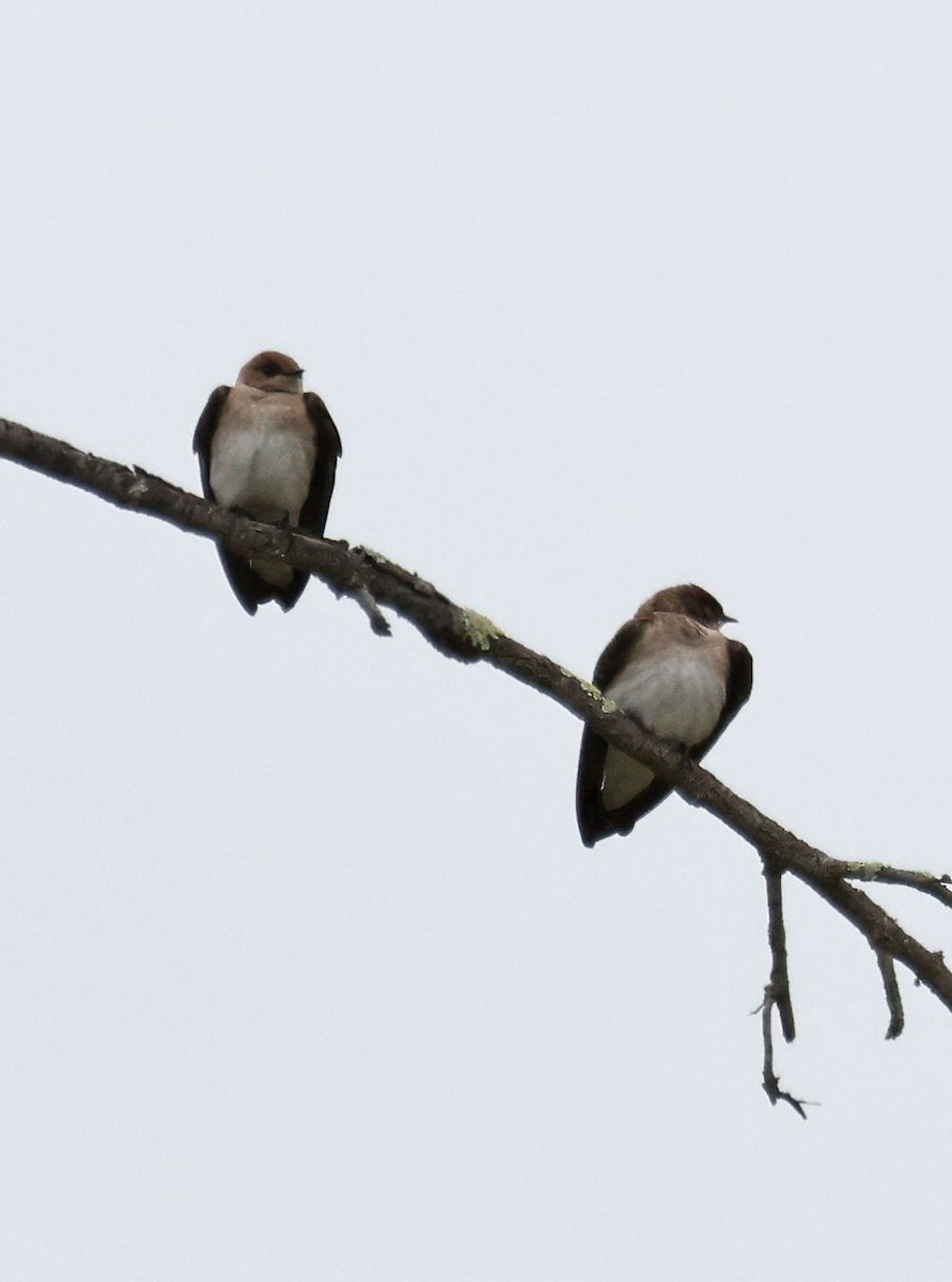 Northern Rough-winged Swallow - ML617291559