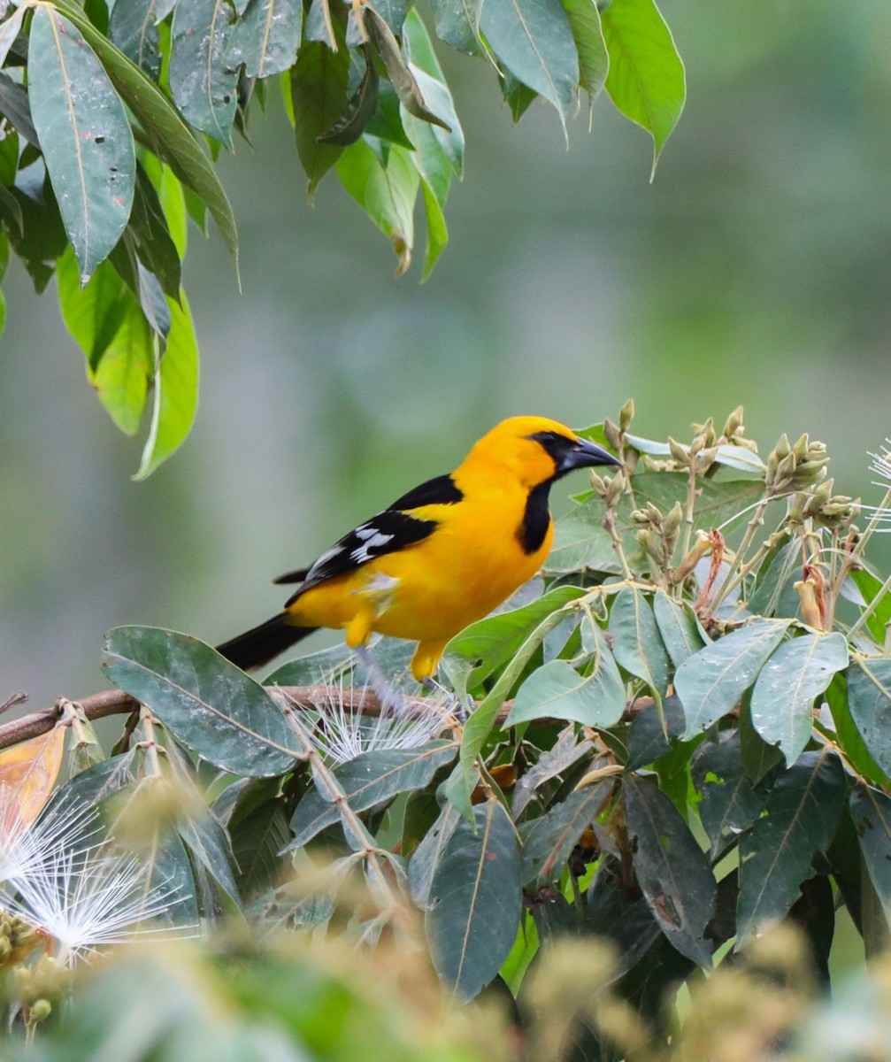 Altamira Oriole - ML617291574