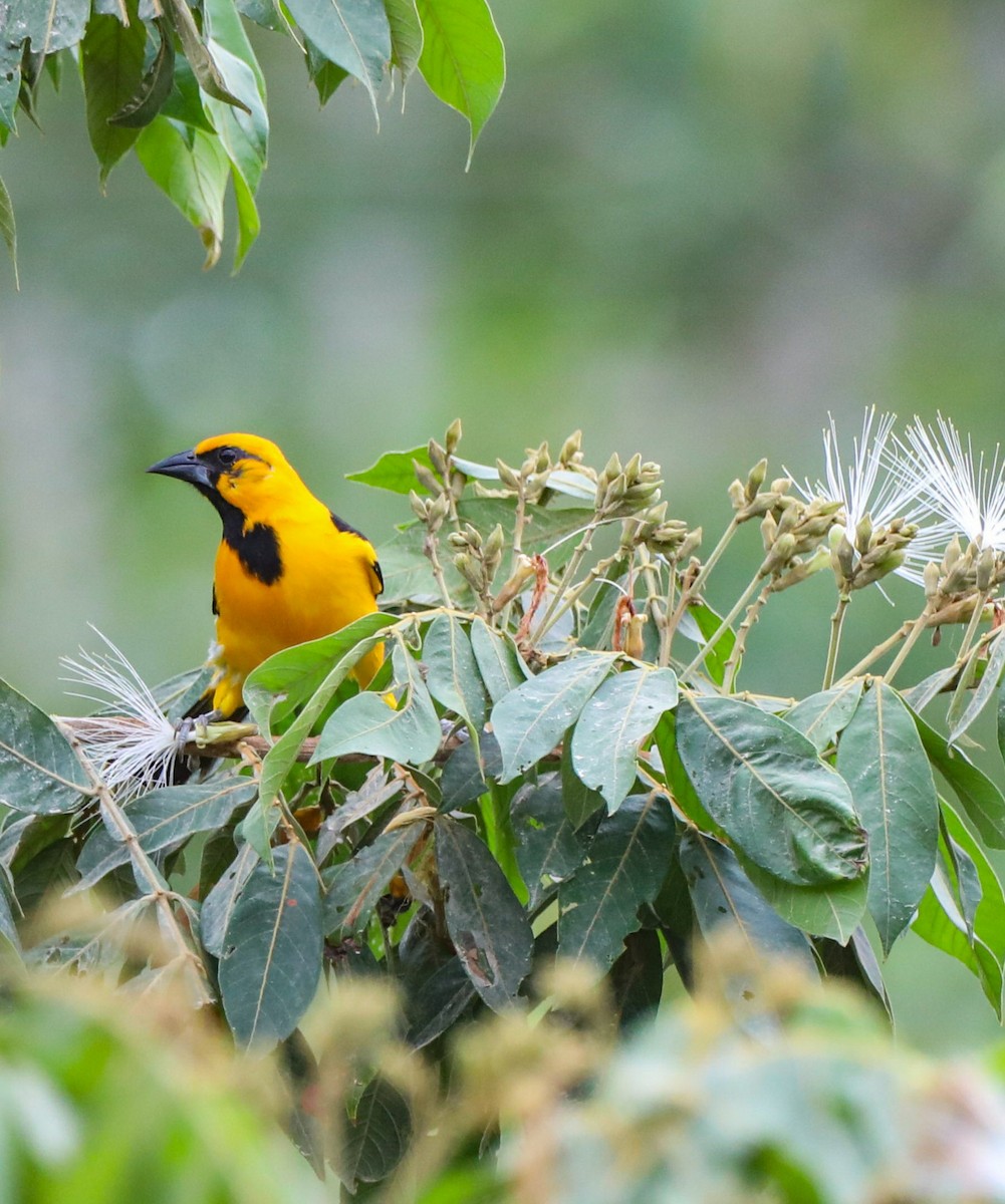 Altamira Oriole - ML617291576