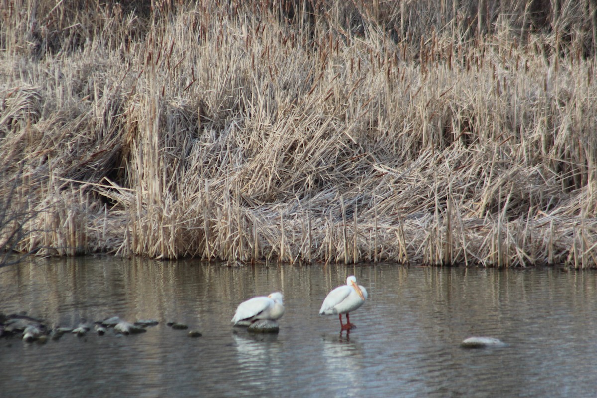 American White Pelican - ML617291593