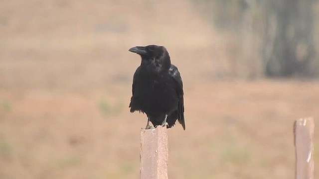 Common Raven - ML617291594