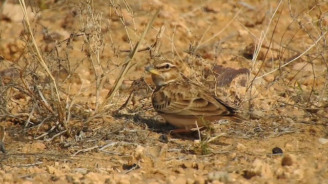 Calandria Bimaculada - ML617291611