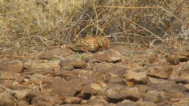 Calandria Bimaculada - ML617291612