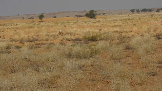 Great Indian Bustard - ML617291648