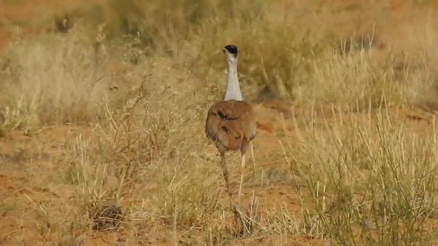 Great Indian Bustard - ML617291655