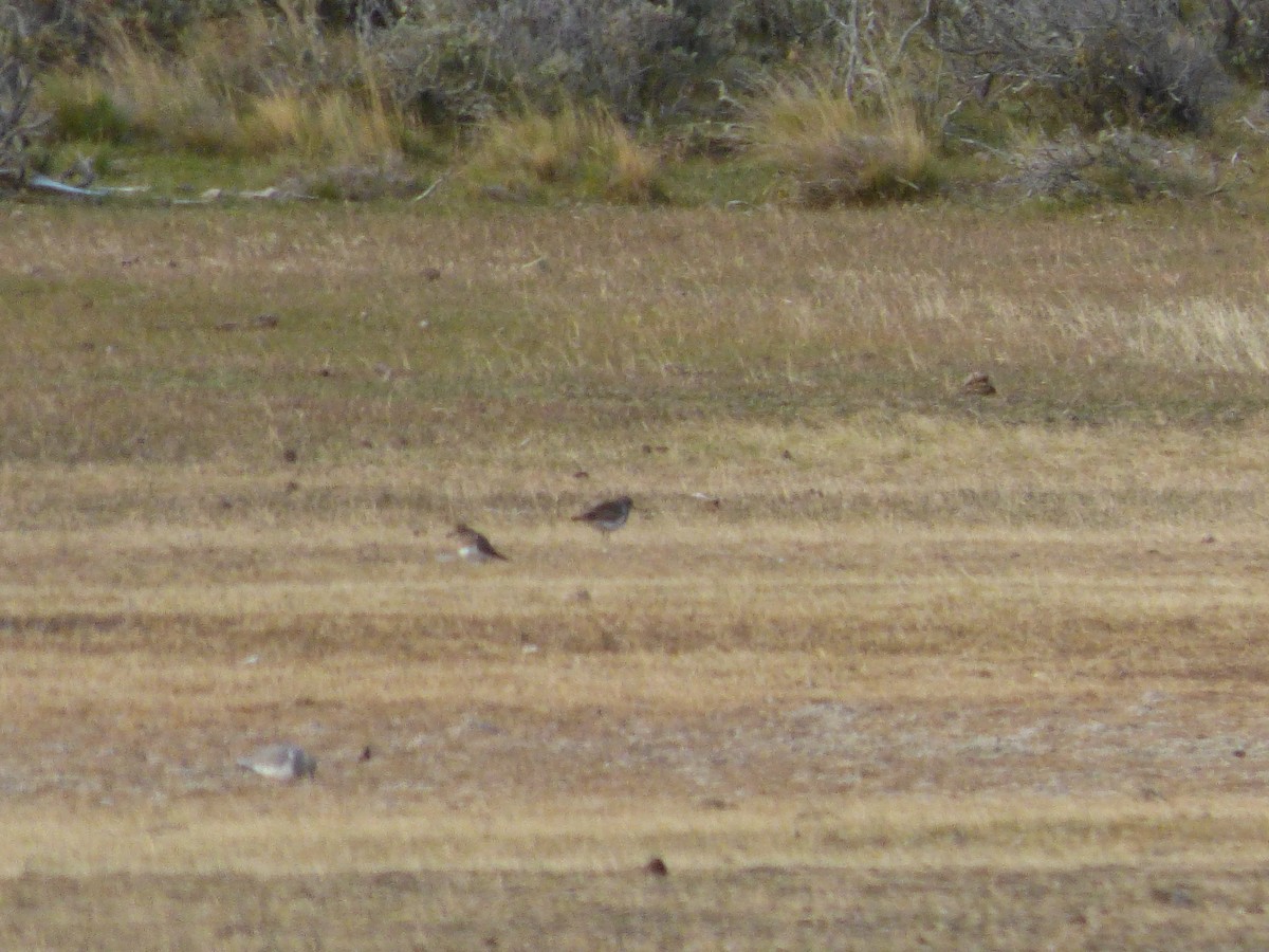 Magellanic Plover - Antonieta Gonzalez Soto