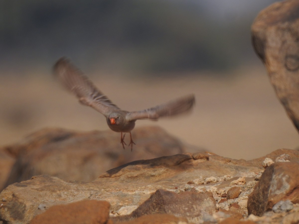 Trumpeter Finch - ML617291674