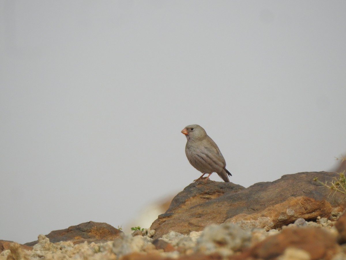 Trumpeter Finch - ML617291675