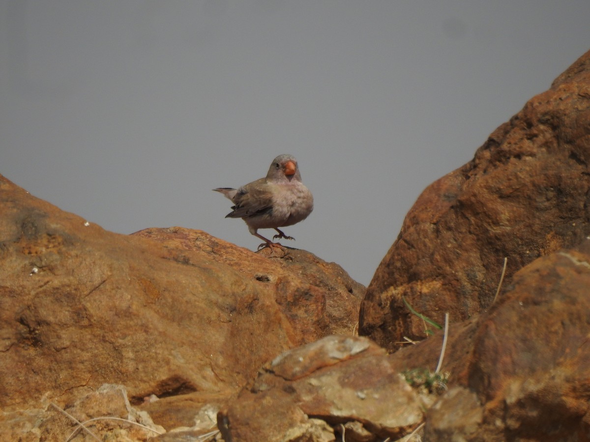 Trumpeter Finch - ML617291680