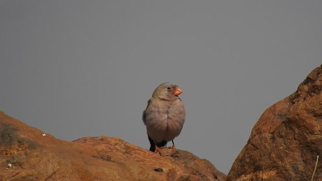 Trumpeter Finch - ML617291688