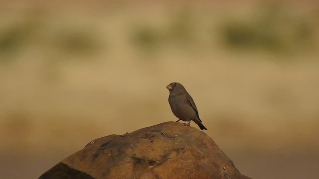 Trumpeter Finch - ML617291691