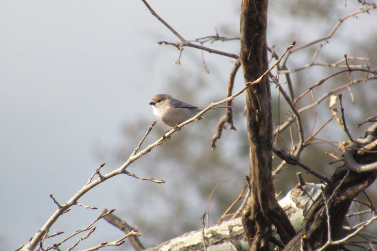 Bushtit - ML617291705