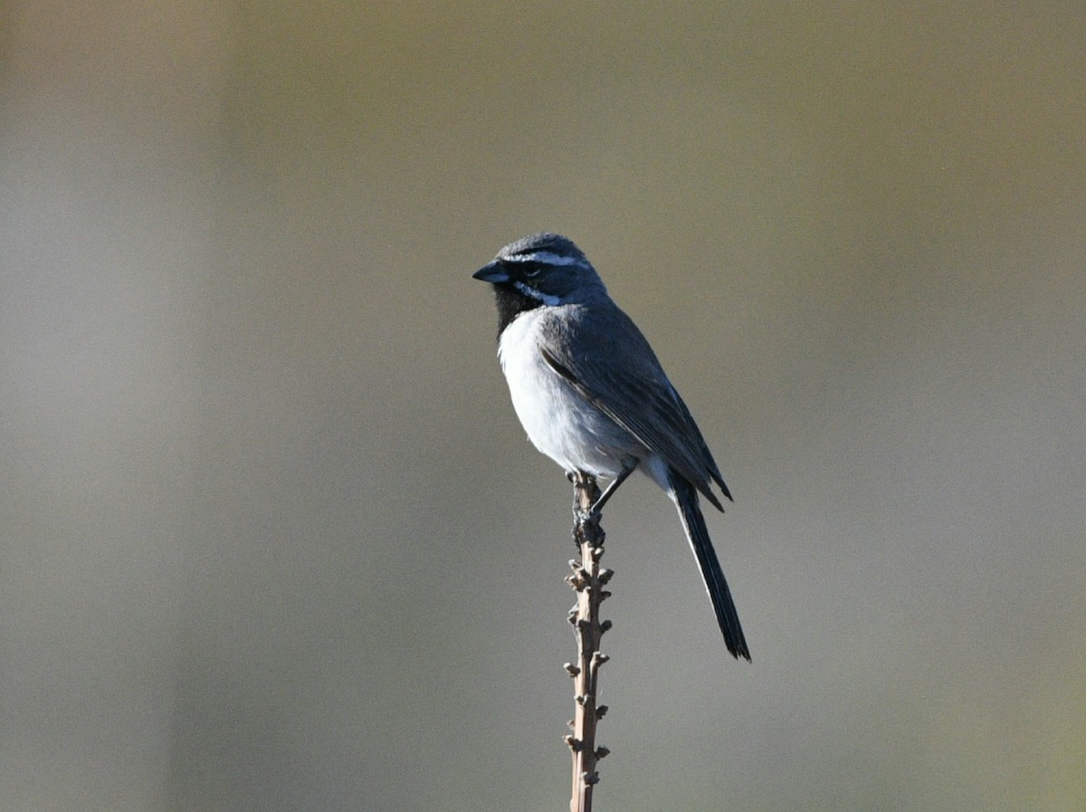 Black-throated Sparrow - Elizabeth Hawkins