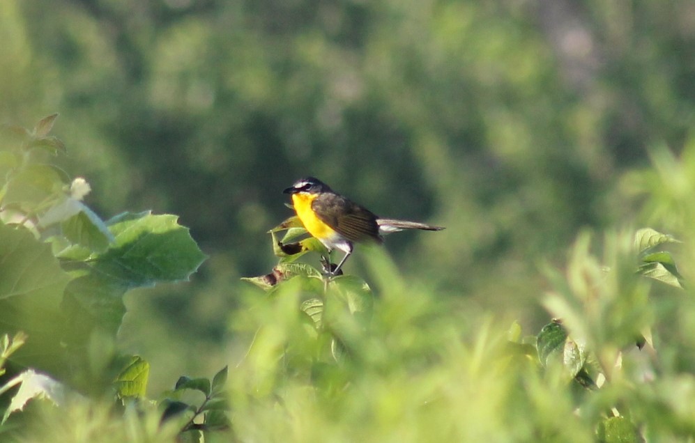 Yellow-breasted Chat - ML617291709