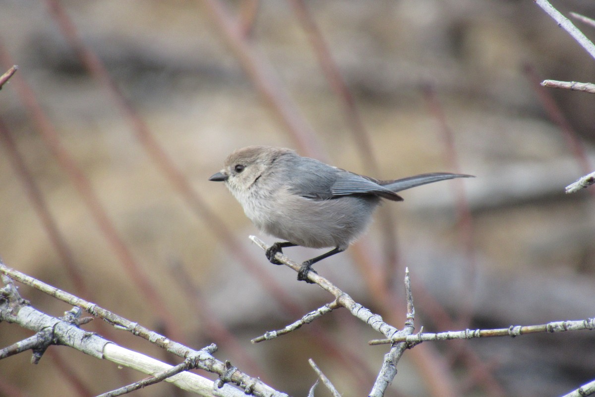 Bushtit - ML617291714