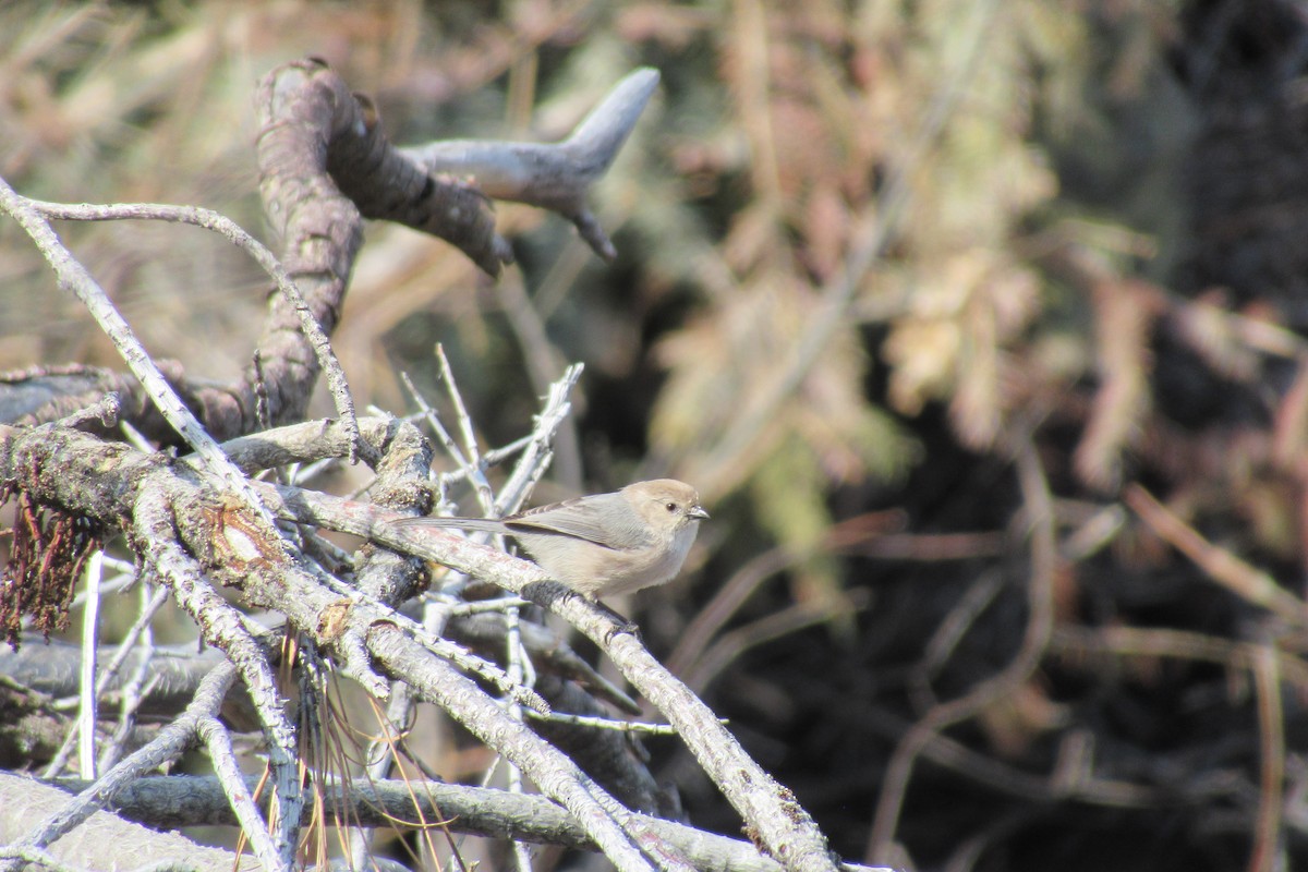 Bushtit - ML617291727