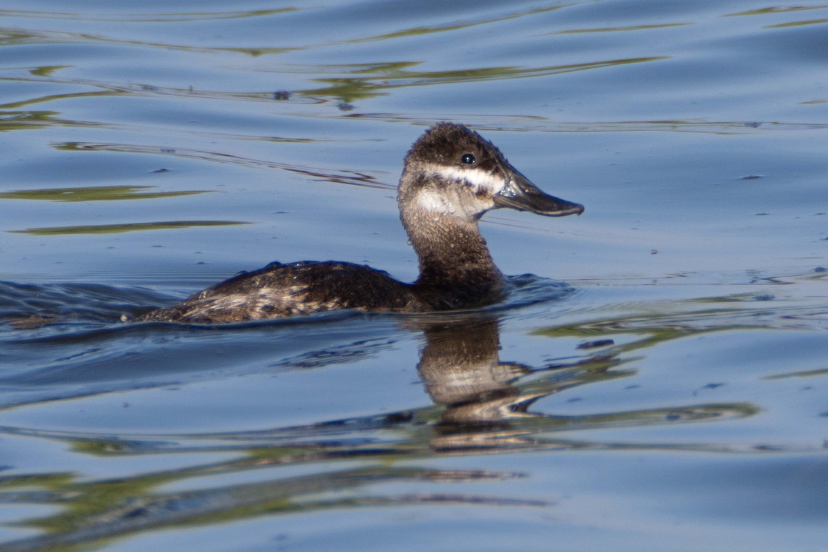 Ruddy Duck - ML617291787