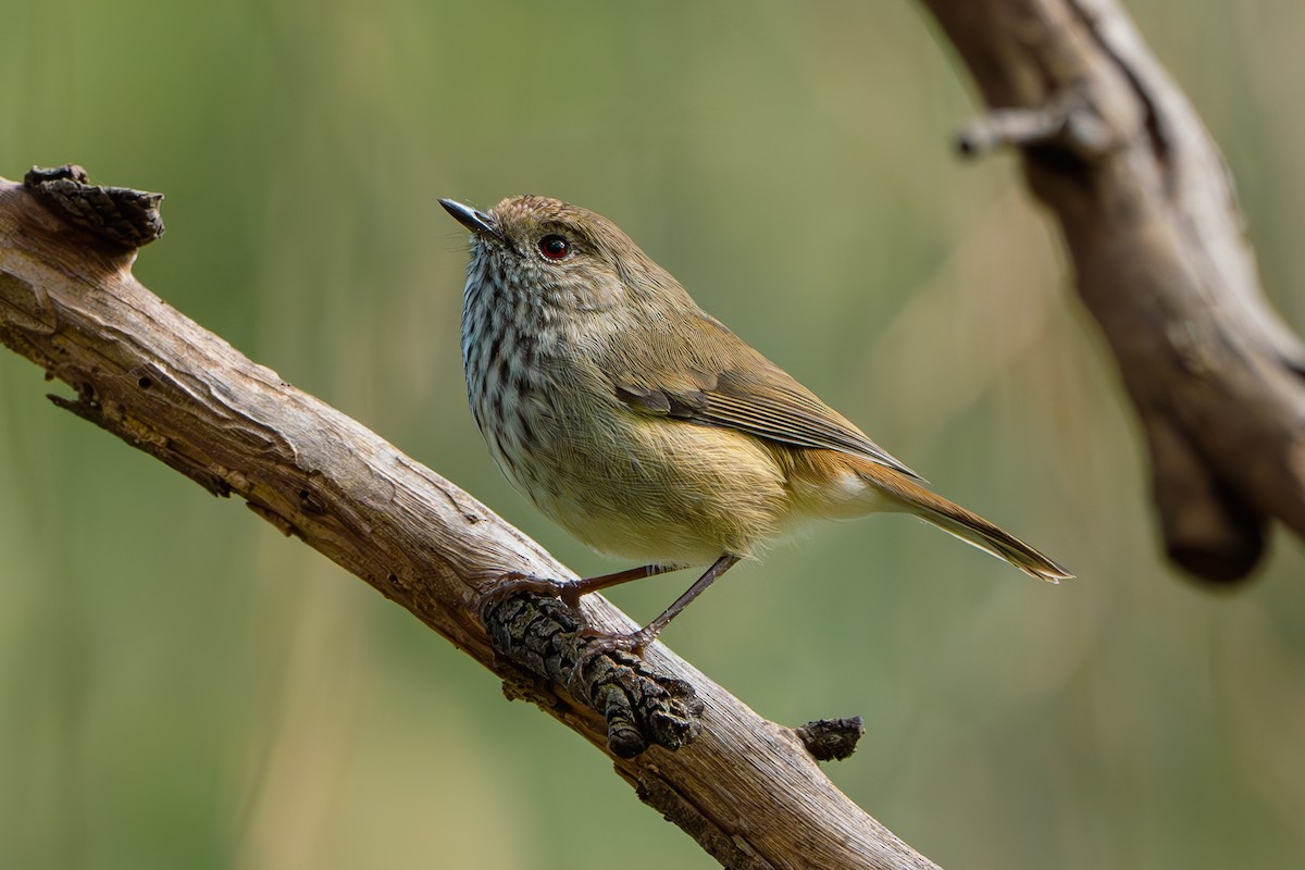 Brown Thornbill - ML617291792