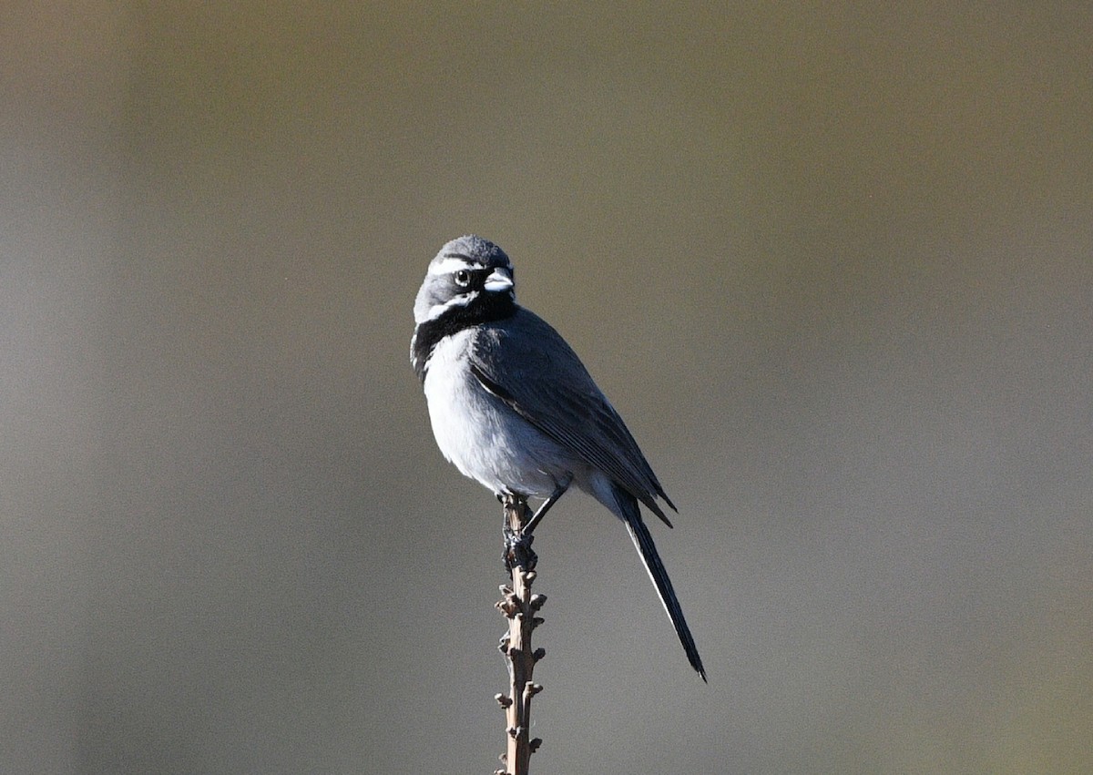 Bruant à gorge noire - ML617291804