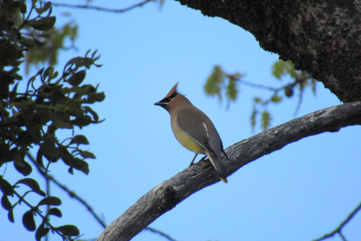 Cedar Waxwing - ML617291885