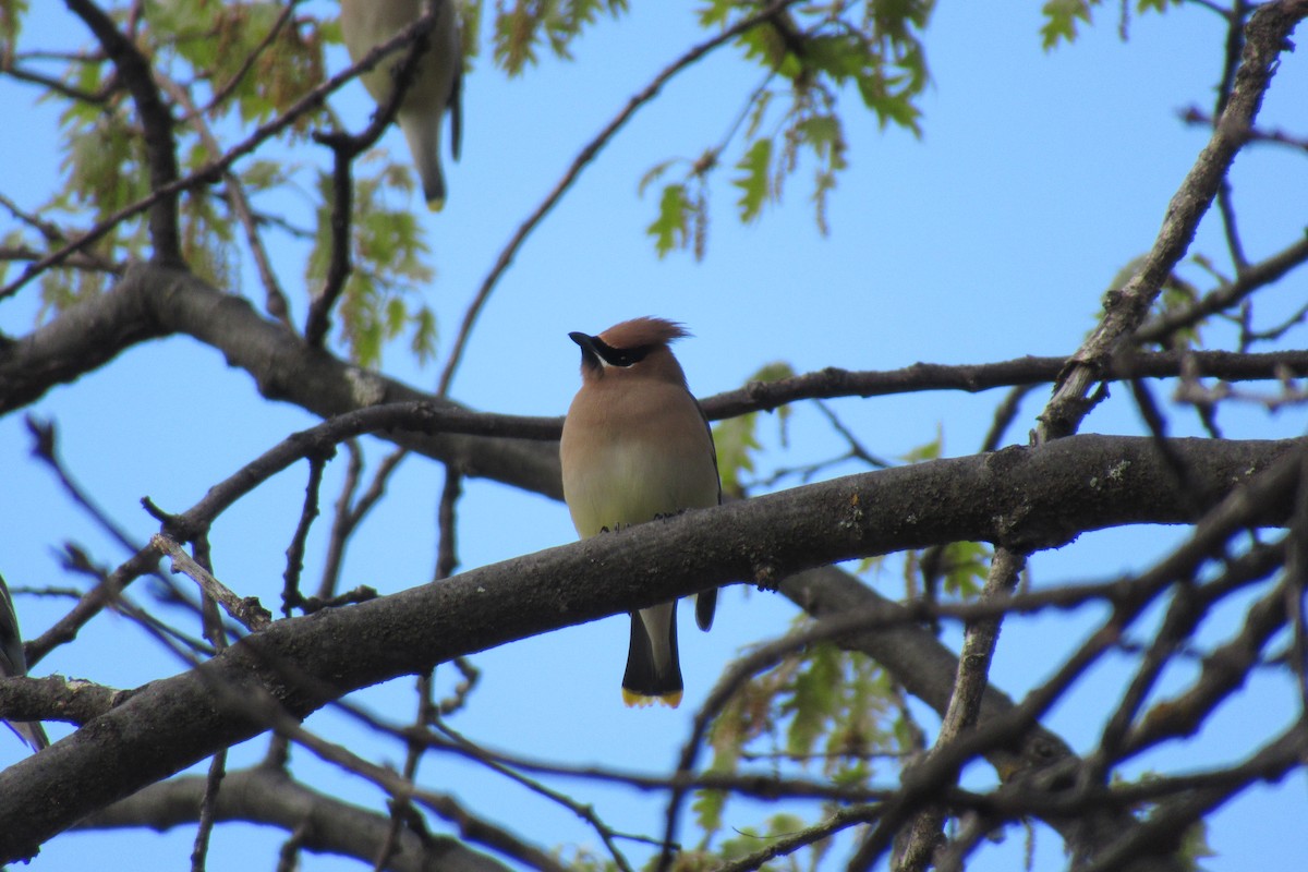 Cedar Waxwing - ML617291903