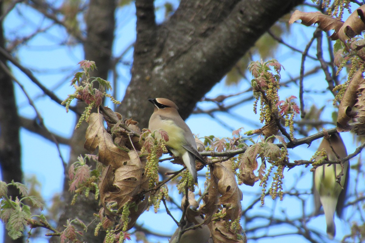 Cedar Waxwing - ML617291904