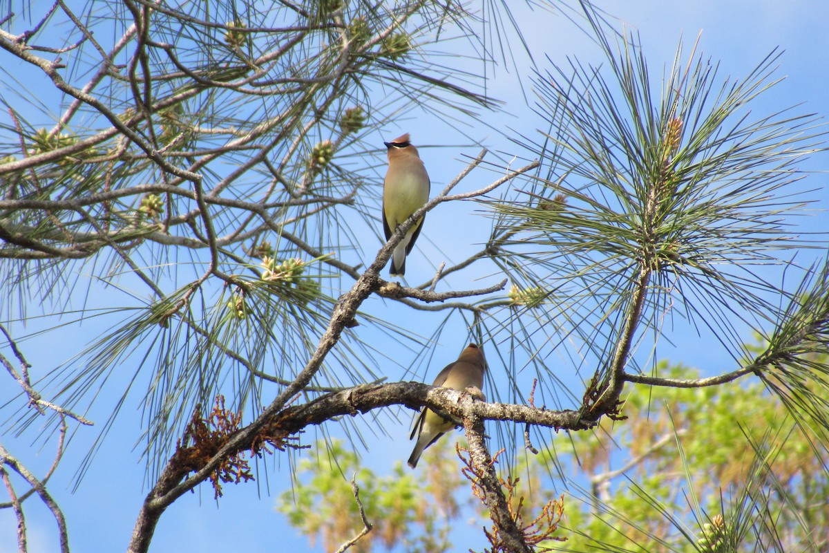 Cedar Waxwing - ML617291905