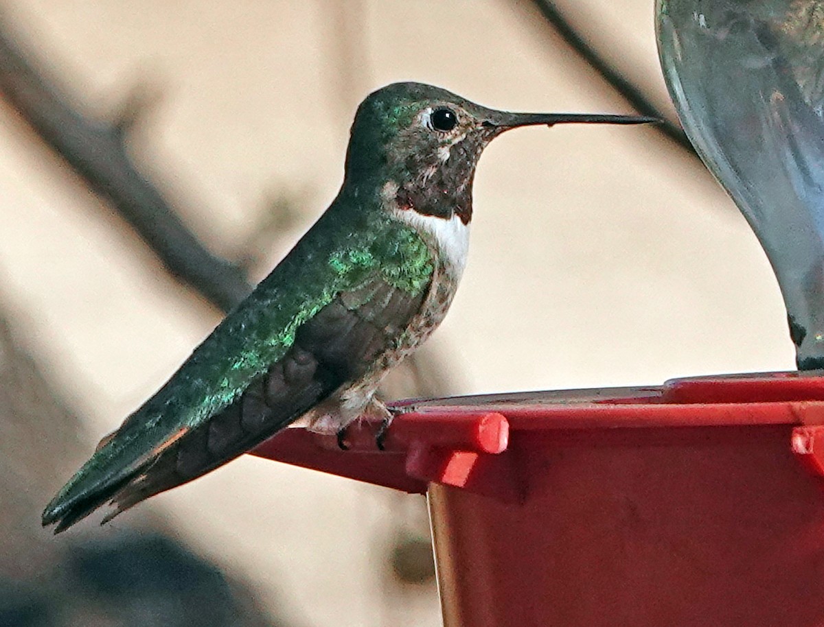 Broad-tailed Hummingbird - ML617291909