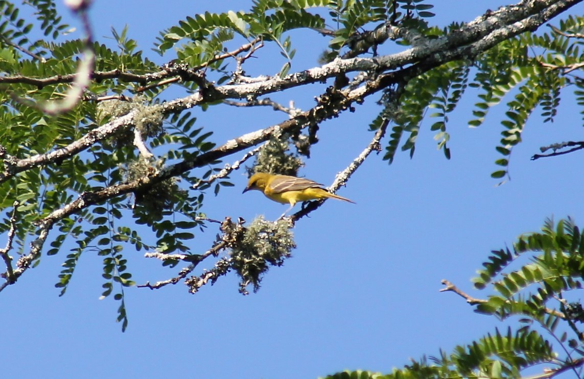 Orchard Oriole - Paige O