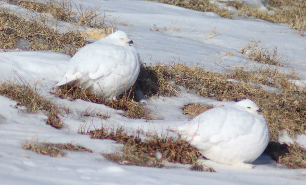 White-tailed Ptarmigan - ML617291920