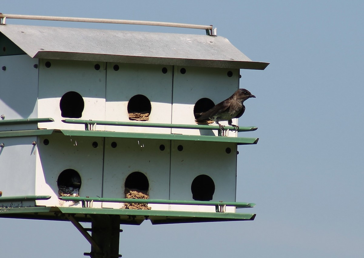 Purple Martin - Paige O