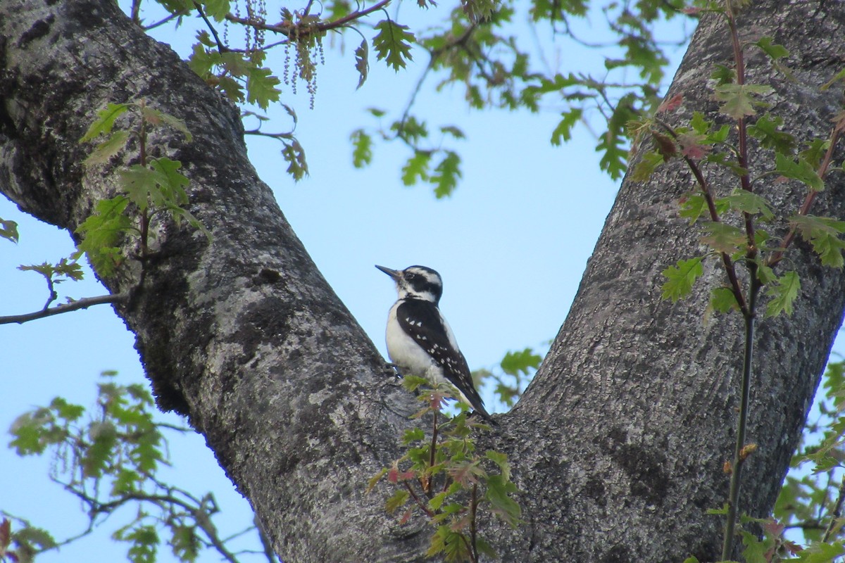Hairy Woodpecker - ML617292001