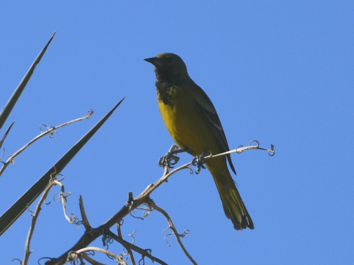 Scott's Oriole - Elizabeth Hawkins