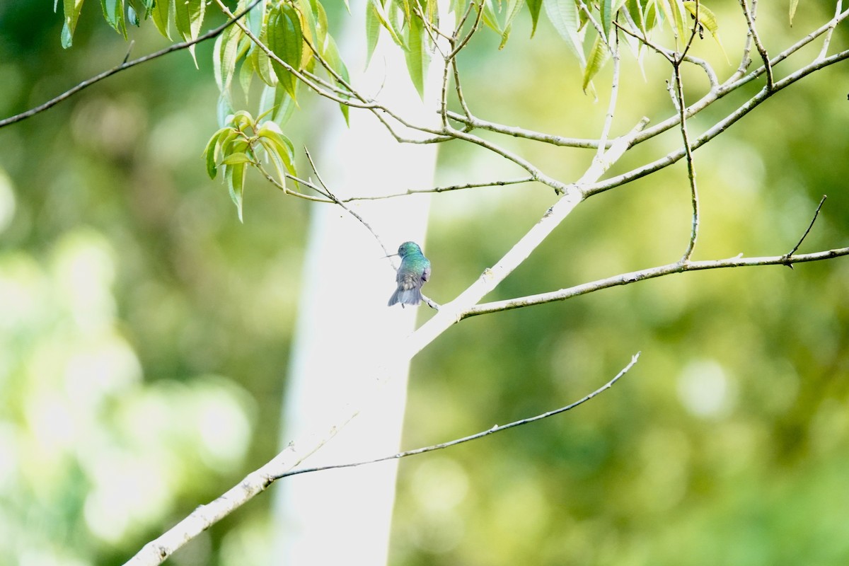 Charming Hummingbird - Marcia Watson