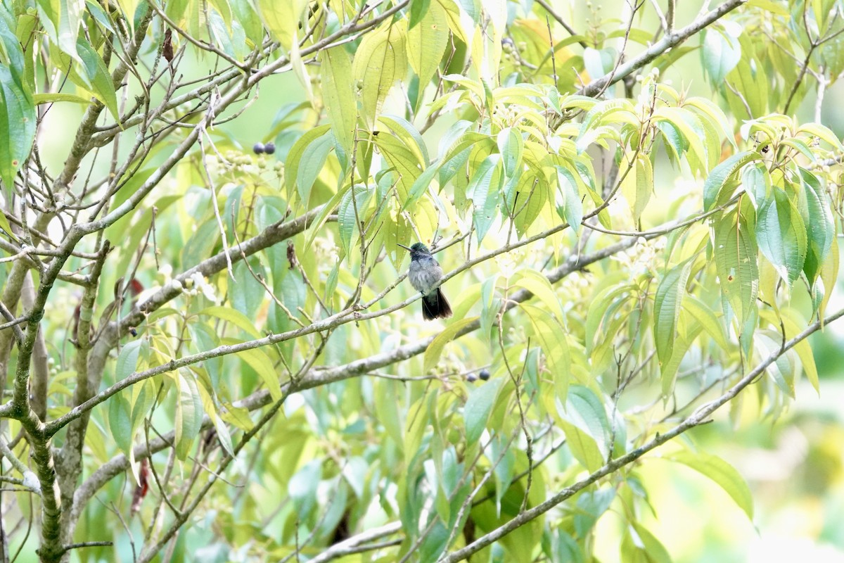 Charming Hummingbird - Marcia Watson